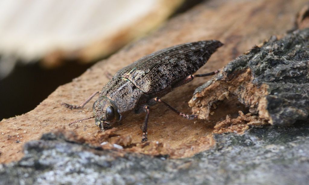 Quale Dicerca? Dicerca berolinensis, Buprestidae